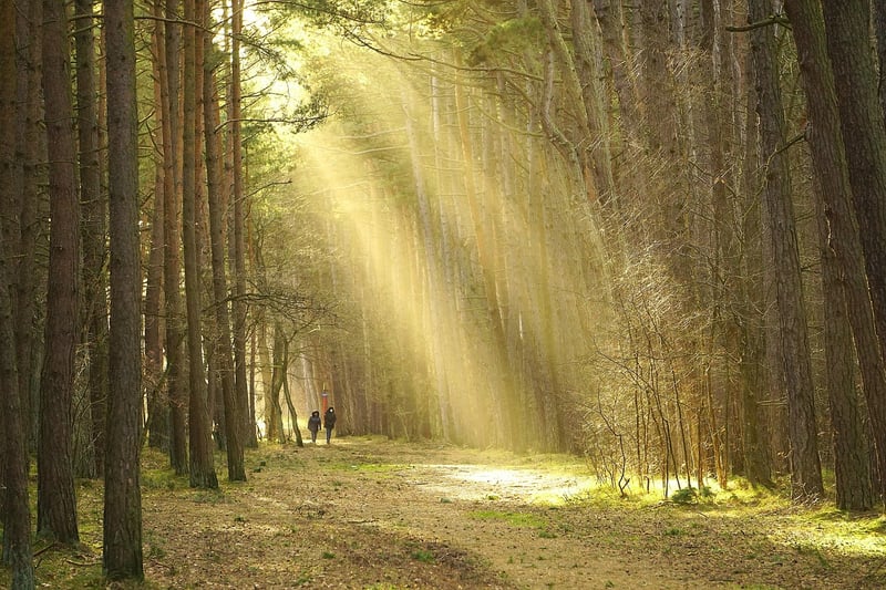 Nature Stroll